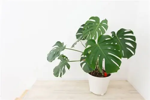 Monstera oorplant: Wanneer en hoe om dit korrek te doen