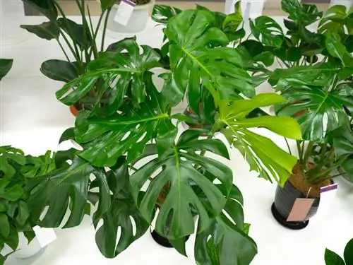 Propagació de Monstera: Com puc fer créixer noves plantes?