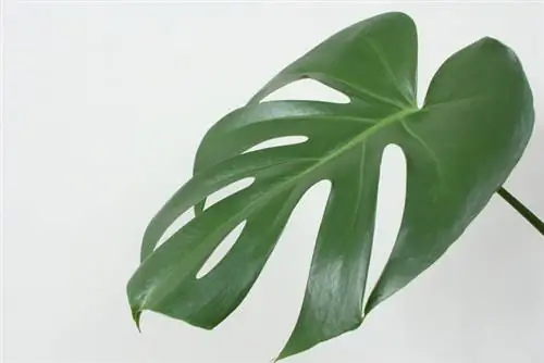 Grow Monstera avlegger deg selv: Dette er en garantert suksess