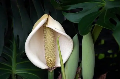 Mga bulaklak ng Monstera: Kamangha-manghang mga katotohanan at mga tagubilin sa pangangalaga