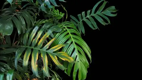 Monstera: taques marrons a les fulles? Causes i solucions