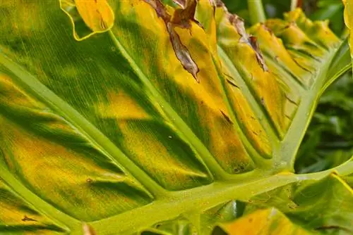 Feuille de fenêtre feuilles jaunes