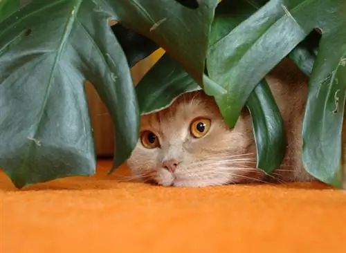 Hoja de ventana tóxica para los gatos