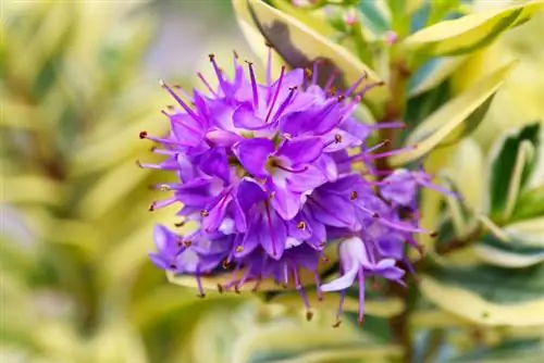 Cultivate in a bucket: Hebe andersonii can overwinter properly