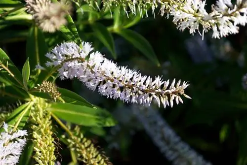 Hebe varieties: Discover the diversity of shrub veronica