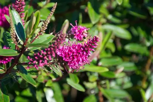 Struik veronica in die tuin: wenke vir ligging en versorging