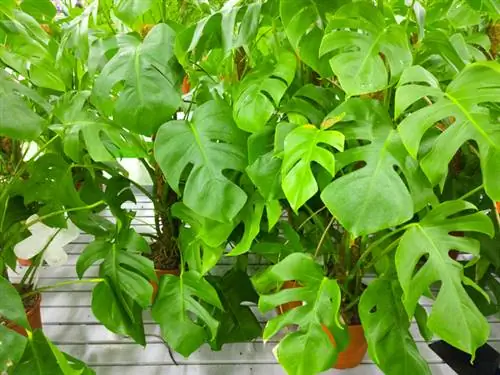 Window leaf aerial roots