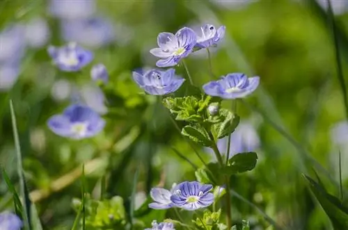 Vlastnosti Speedwell