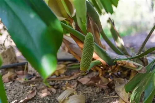 Monstera deliciosa: Ecco come produce frutti deliziosi