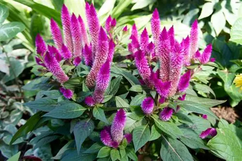 Véronique à cornes dans le jardin