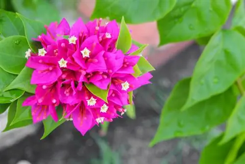 Utunzaji wa Bougainvillea