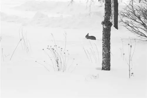 Är Speedwell tålig? Intressanta fakta för trädgårdsälskare