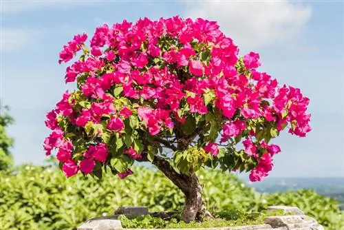 Bougainvillea bonsai loj hlob