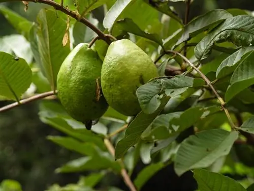 Givre d'Ananas et de Goyave