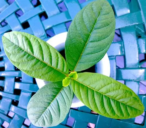 Coltivazione della guava: ecco come coltivi tu stesso il frutto esotico