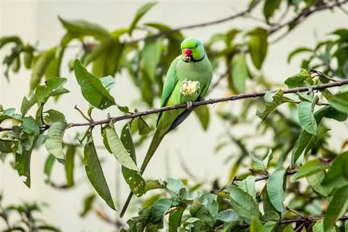 Guava kotimaa