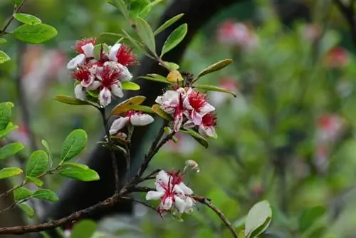 Gelada de guaiaba brasilera