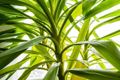 Palma de yuca con hojas amarillas: causas y soluciones