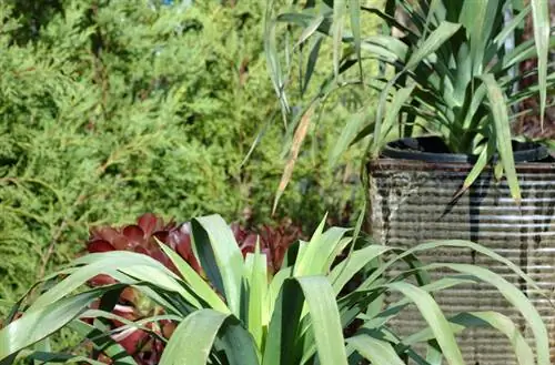 Palmier Yucca : Reconnaître et soigner les pointes brunes