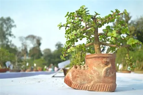 Crassula bonsai