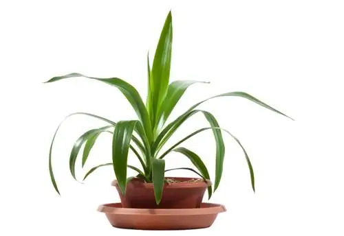 Repot palm lily