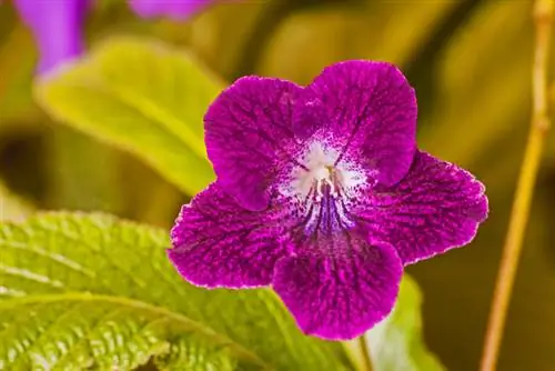 Varietà di viola africana