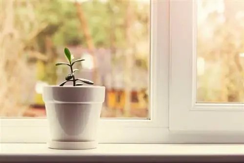 ¿Cómo cuido adecuadamente las plantas de hojas gruesas? Instrucciones y consejos