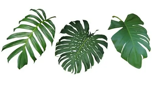 Philodendron Monstera