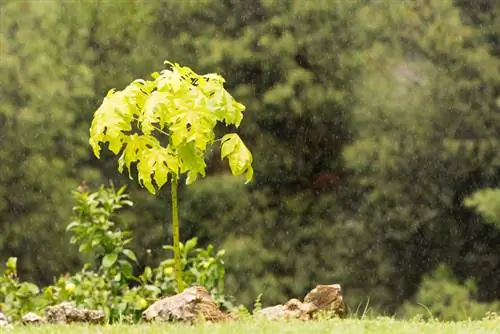 Snoeien van geluksbomen