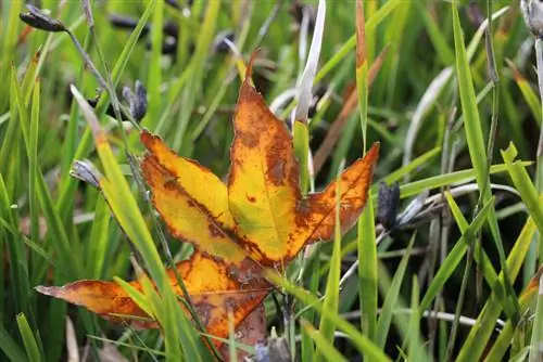 Albero fortunato in difficoltà: perdita di foglie e come fermarla