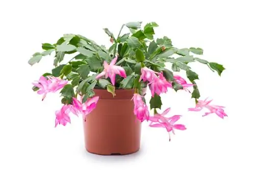 Easter cactus: Tsis muaj tshuaj lom thiab muaj kev nyab xeeb rau menyuam yaus hauv tsev