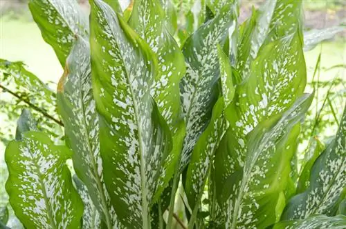 Dieffenbachia beskärning