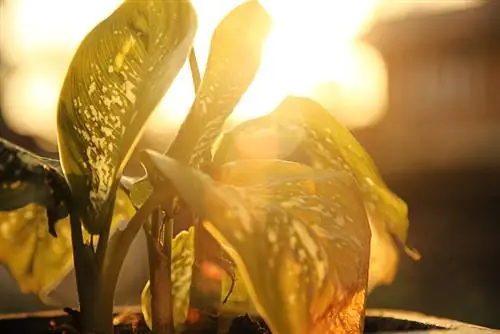 gatos dieffenbachia