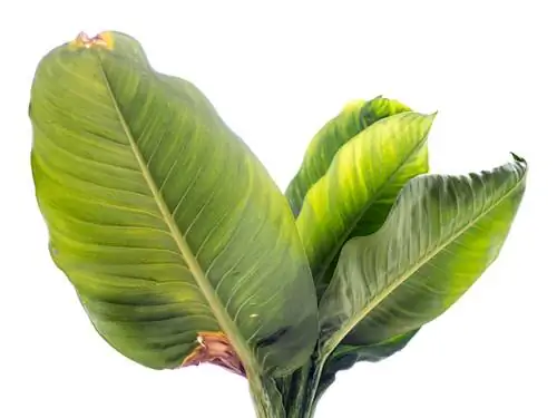 Dieffenbachia wordt geel