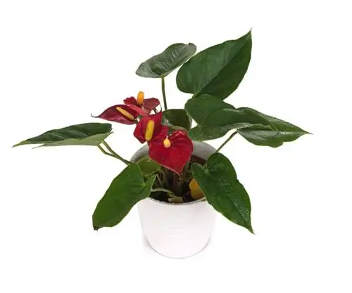 Su Anthurium andreanum