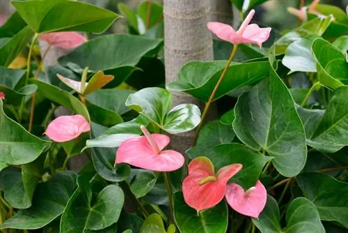 Varietà di fiori di fenicottero