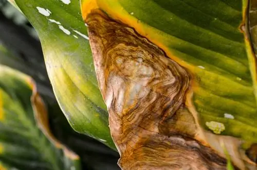 Dieffenbachia blir brun