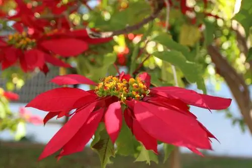 poinsettia profile