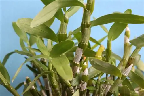 Cortar orquídeas de uva