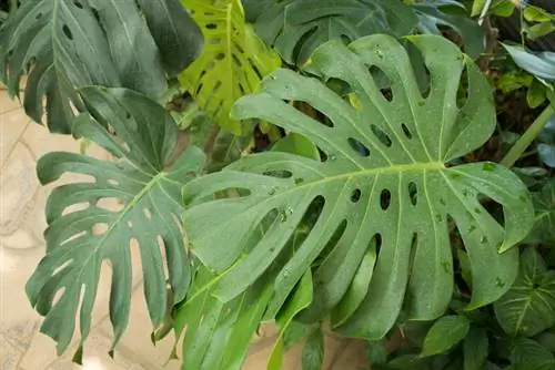 Monstera: Watter traliewerk is die beste geskik?