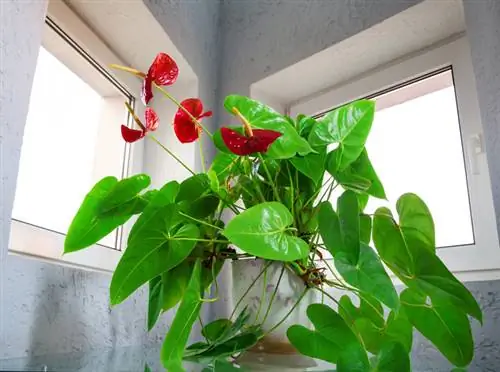 Anthurium Share: Det perfekta sättet att föryngra plantan