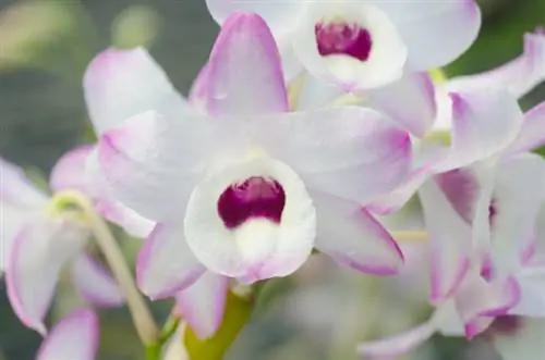 Aina za orchid za zabibu