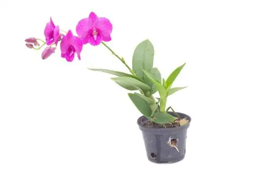 Repotting Dendrobium: Când și cum să o faci corect?