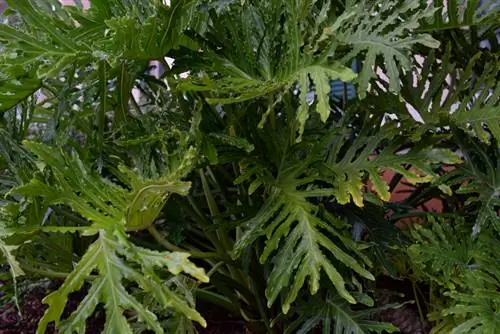 Espèces exotiques de philodendron : décorez votre maison