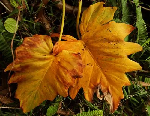 Kawan pokok daun kuning