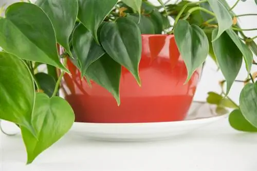 Tuyên truyền Philodendron: Phương pháp & hướng dẫn thành công