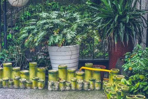 Cắt Philodendron: Đây là cách bạn có thể đạt được hiệu quả cắt tỉa hoàn hảo