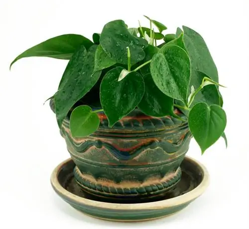 Siram philodendron