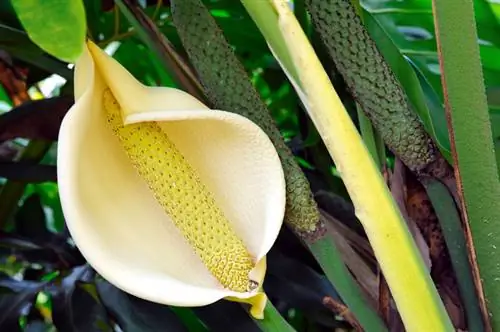 Can you eat philodendron fruits? The answer is surprising