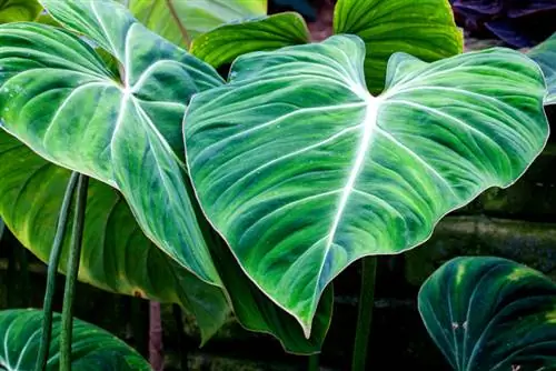 Is the philodendron harmful to pets? A warning